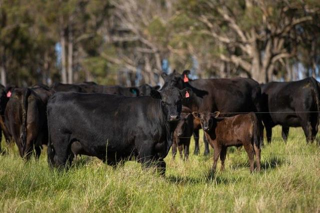 465 Nine Mile Road, NSW 2370