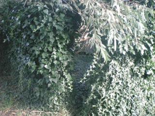 Garden (2010-05-03)