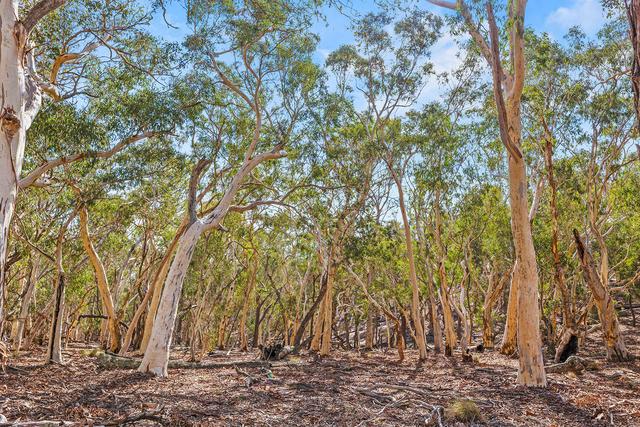 Lot 2, 169 Elms Road, NSW 2581