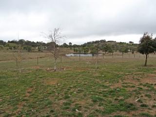 Front paddock