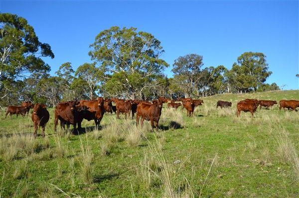 (no street name provided), NSW 2365