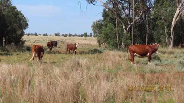 * Kallara, 881 Kallara Road, NSW 2831