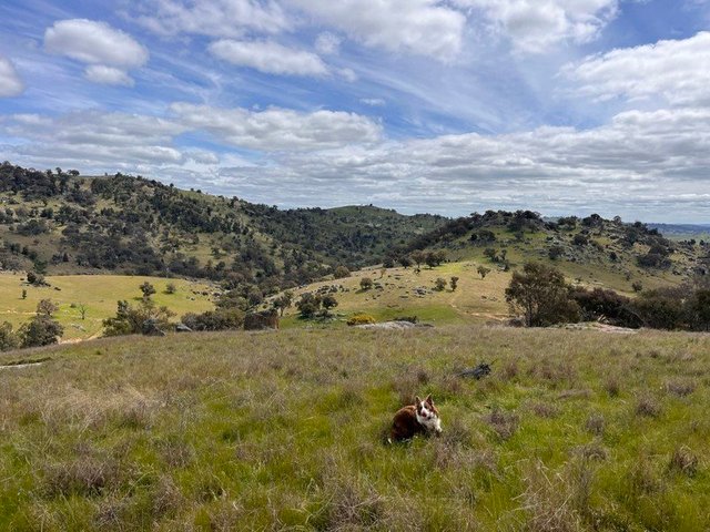 Lot 4 Tarrants Gap Road, NSW 2808