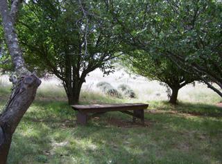 In The Orchard