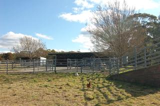 Cattle yards