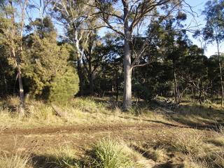 The bush at the back of the property