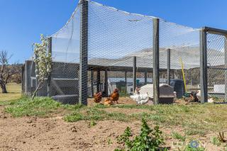 Chook Yard