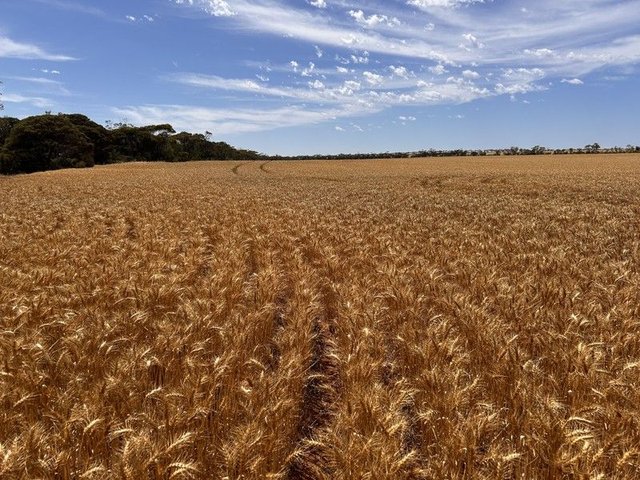 S500 Bussenschutt Road, SA 5554