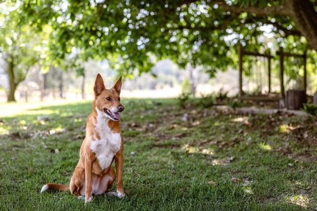 1395 Comboyne Road, NSW 2429