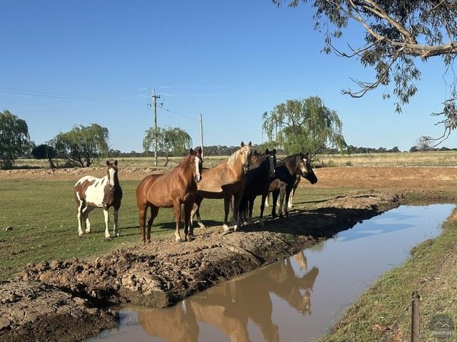 651 Jerilderie Road, NSW 2712