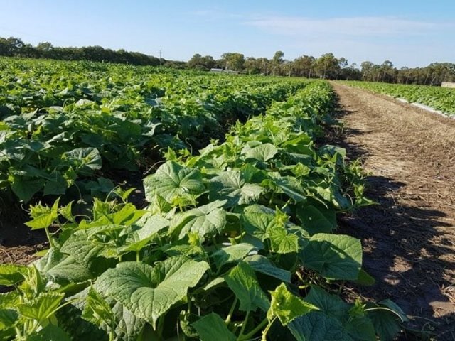 190 Riverview Road, QLD 4670