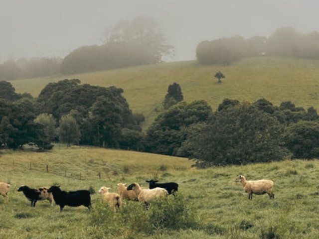 (no street name provided), NSW 2577