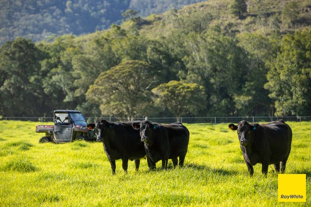 367 Terreel Road, NSW 2422