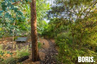 Backyard native sanctuary (2016-11-24)