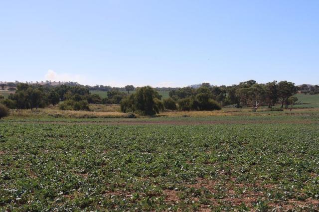 107 Illalong Road, NSW 2584