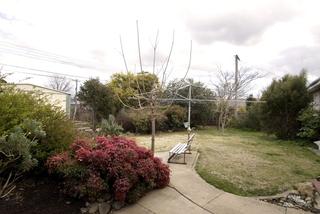 Backyard (2008-10-16)