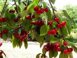 Cherry Tree (2009-01-01)
