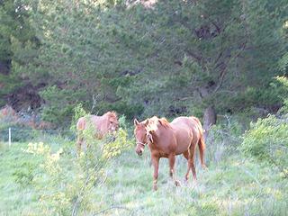 Horse Paddocks