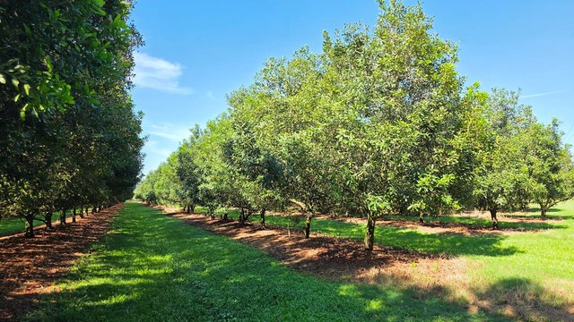 389 Teven Road, NSW 2478