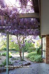 Front whisteria