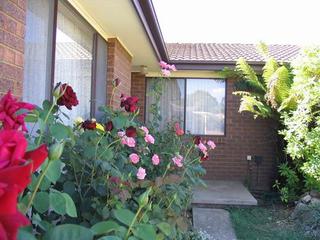 Front garden - roses