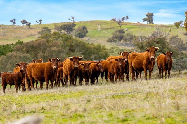 270 Mulgowrie Road, Crooked Corner, NSW 2583