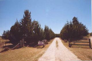 Tree-lined driveway