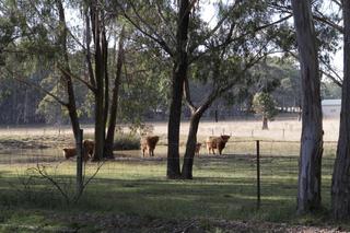 Paddock and dam