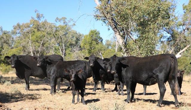 1100 Rocky Rd Sommariva Via, QLD 4468