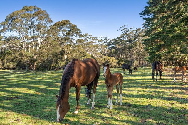 409 Cloonty Road, NSW 2577