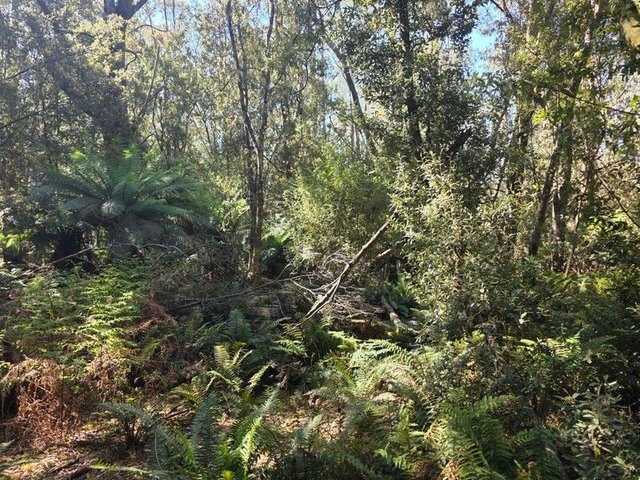 lot 1 1824490 Edward Street West Coast [Balfour], TAS 7330