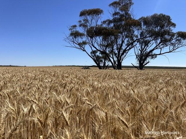 . Bruce Rock-Quairading Road, WA 6383