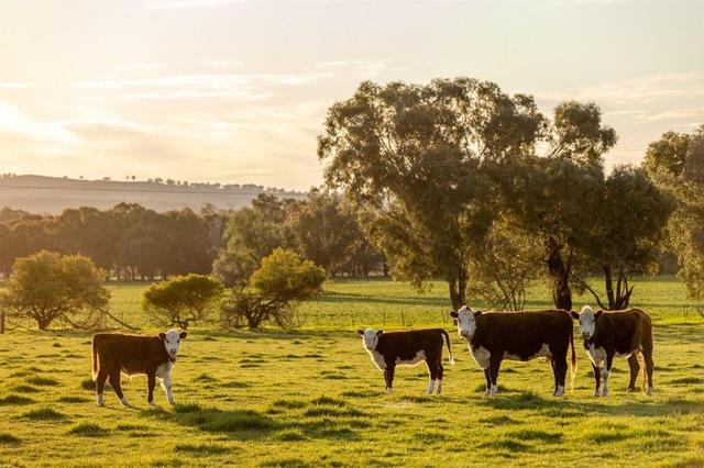 8232 Tumbarumba Road, NSW 2650