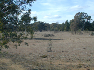 Back Paddock