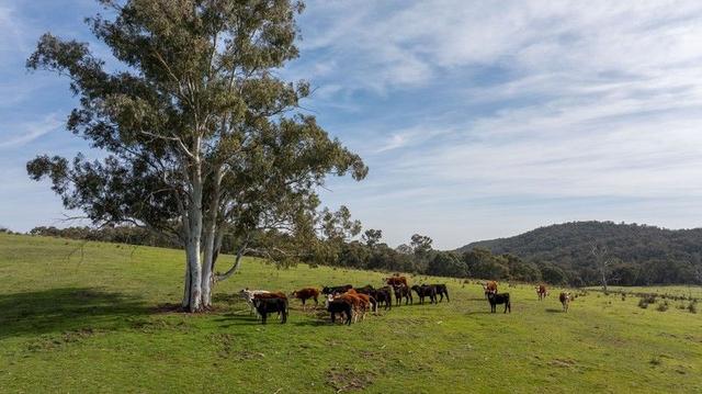 528 Gundowda  Road, NSW 2850