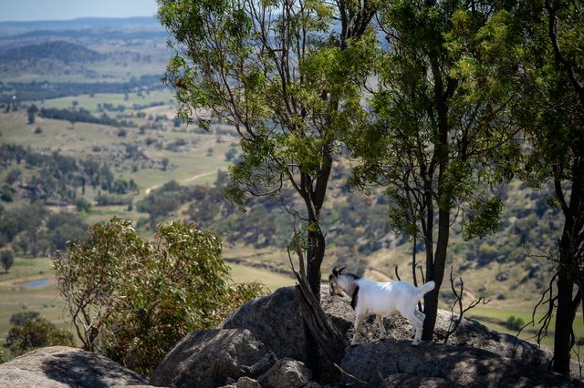 'Nirvana' 19 Springvale Road, NSW 2808