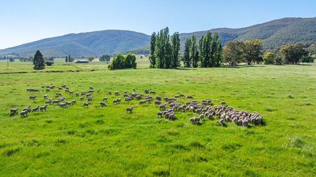 60 Darmodys Road, VIC 3691