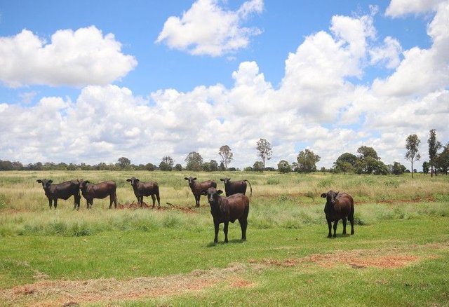 1285 Kingaroy Burrandowan Road, Wattle Grove, QLD 4610