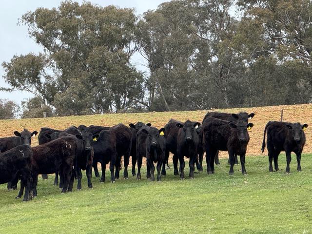 Lot 13 Rosewood Hills Road, NSW 2653