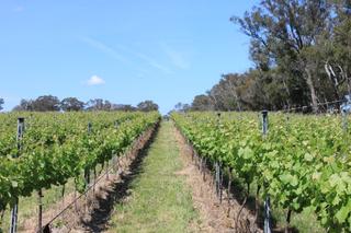 Vineyard (2010-11-24)