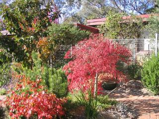 Back Garden