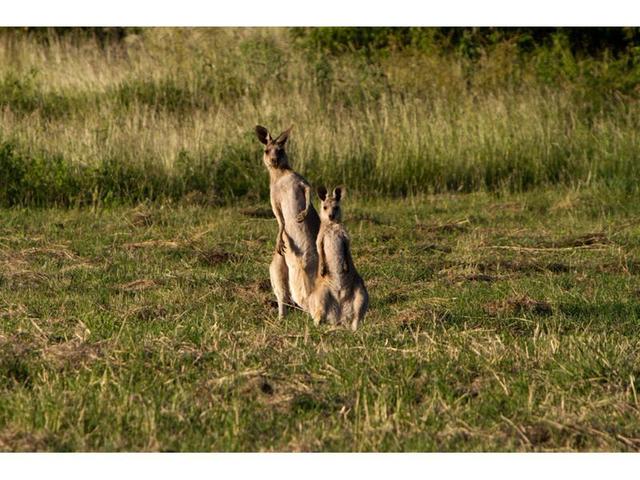 . Paramount Park Estate, QLD 4701