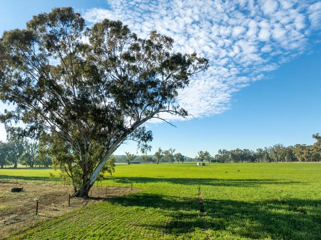 2594 Bedgerabong Road, NSW 2871