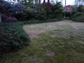 Backyard (2019-07-23)