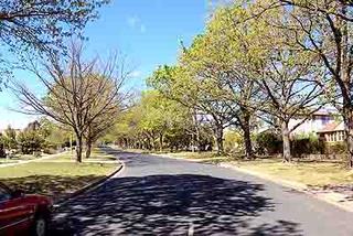 Tree-lined street