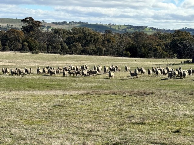 83 Yass Valley Way, NSW 2582