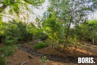 Backyard native sanctuary (2016-11-24)