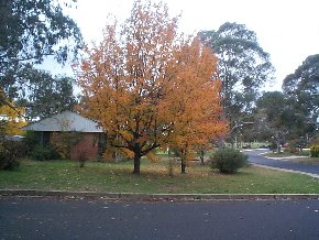 Frontyard