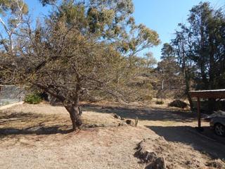 Standard Photo (2019-10-21)