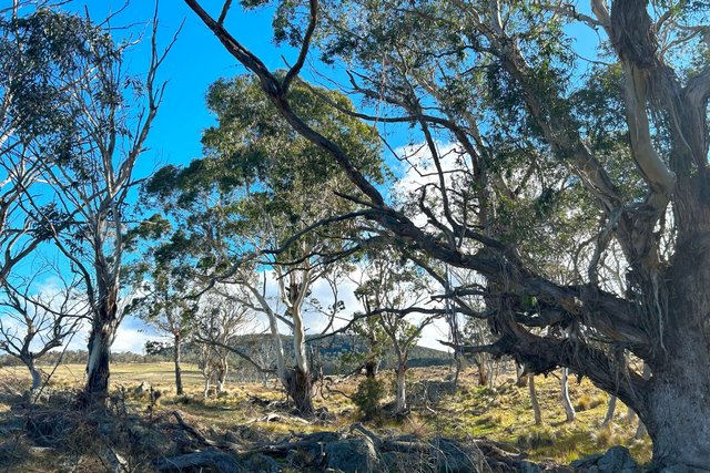 Stoney Ridge Road, NSW 2622